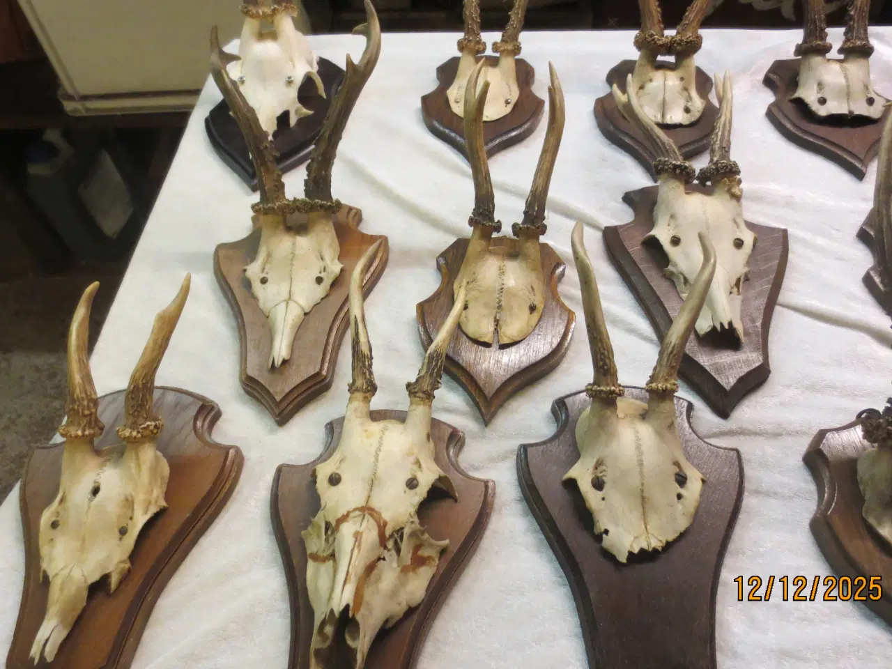 Billede 5 - 20 stk Gevir på Opsats