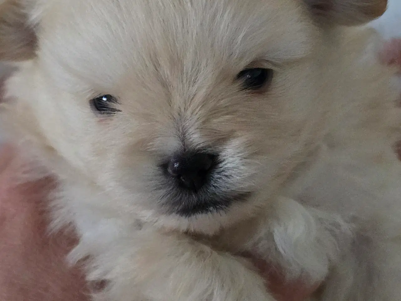 Billede 19 - Pomeranian hvalpe , 4 søde drenge. 