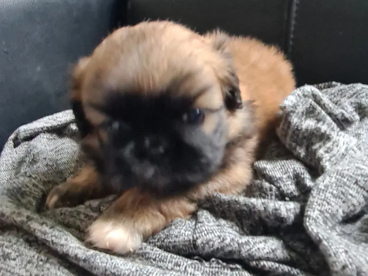 Billede 13 - Pekingeser piger