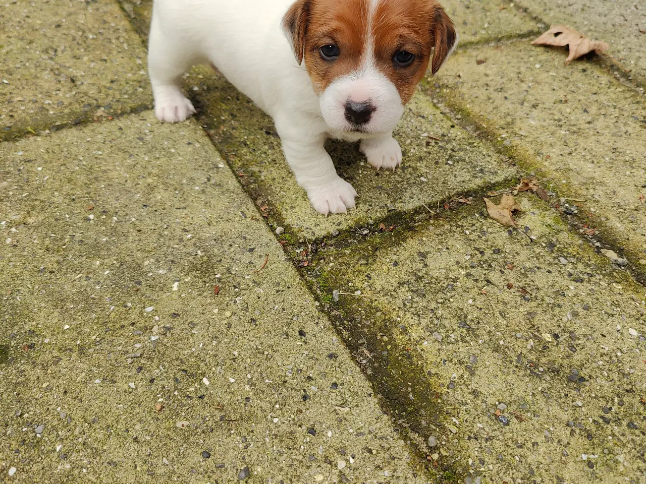 Billede 15 - Jack Russell Terrier hvalpe