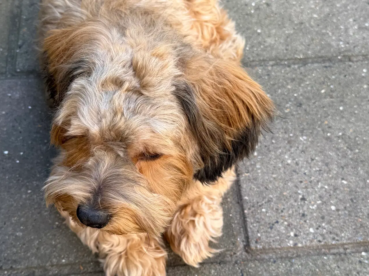 Billede 15 - Fantastisk dejlig familiehund allergivenlige