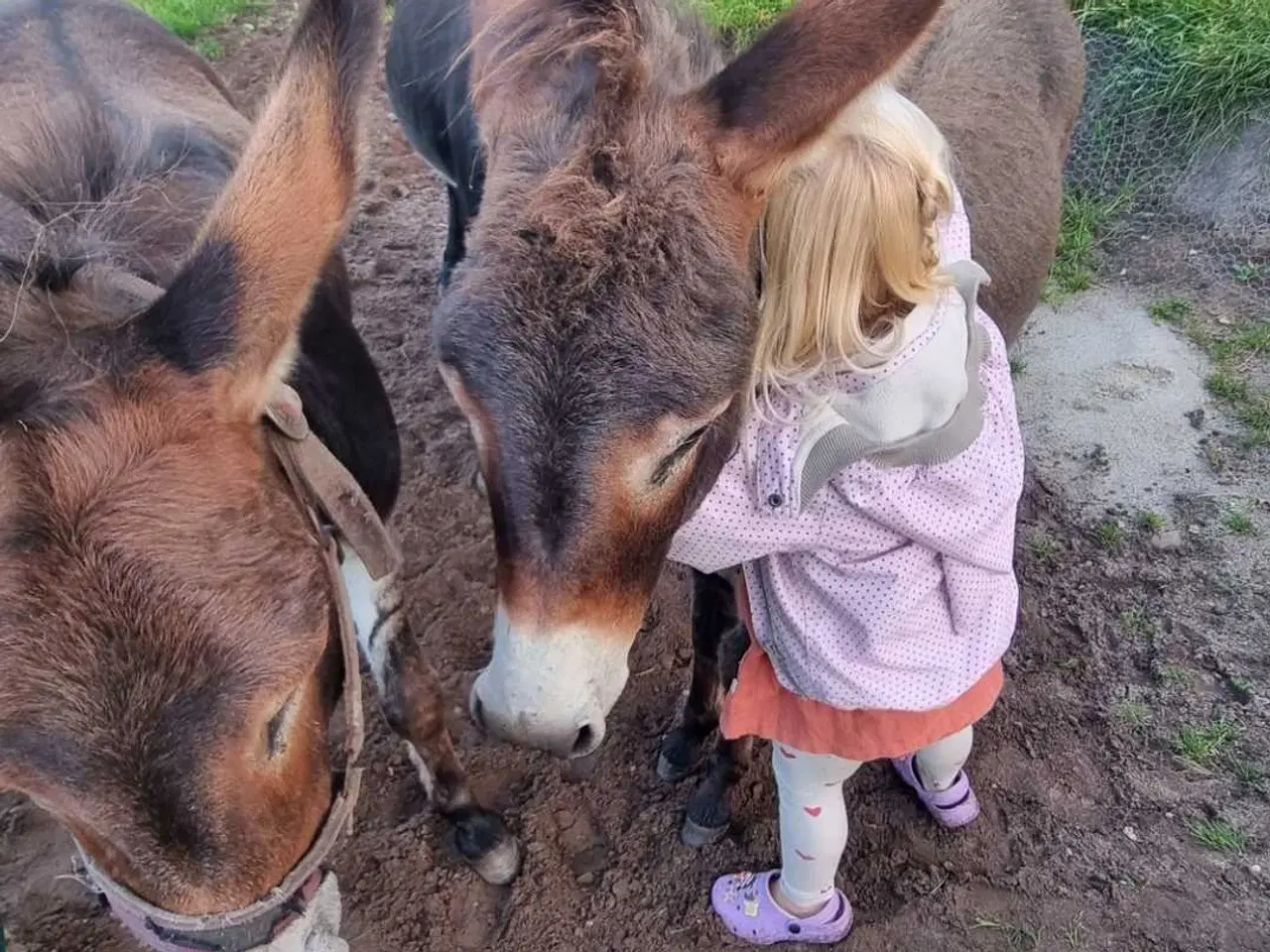 Billede 1 - Sødeste Æsel hingst