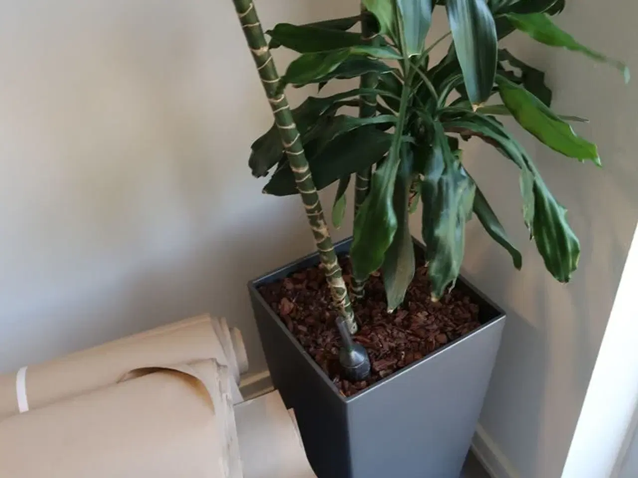 Billede 3 - Plante i krukke