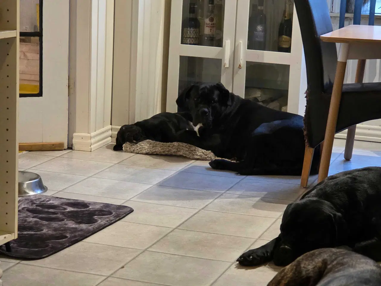 Billede 6 - Cane Corso hvalpe