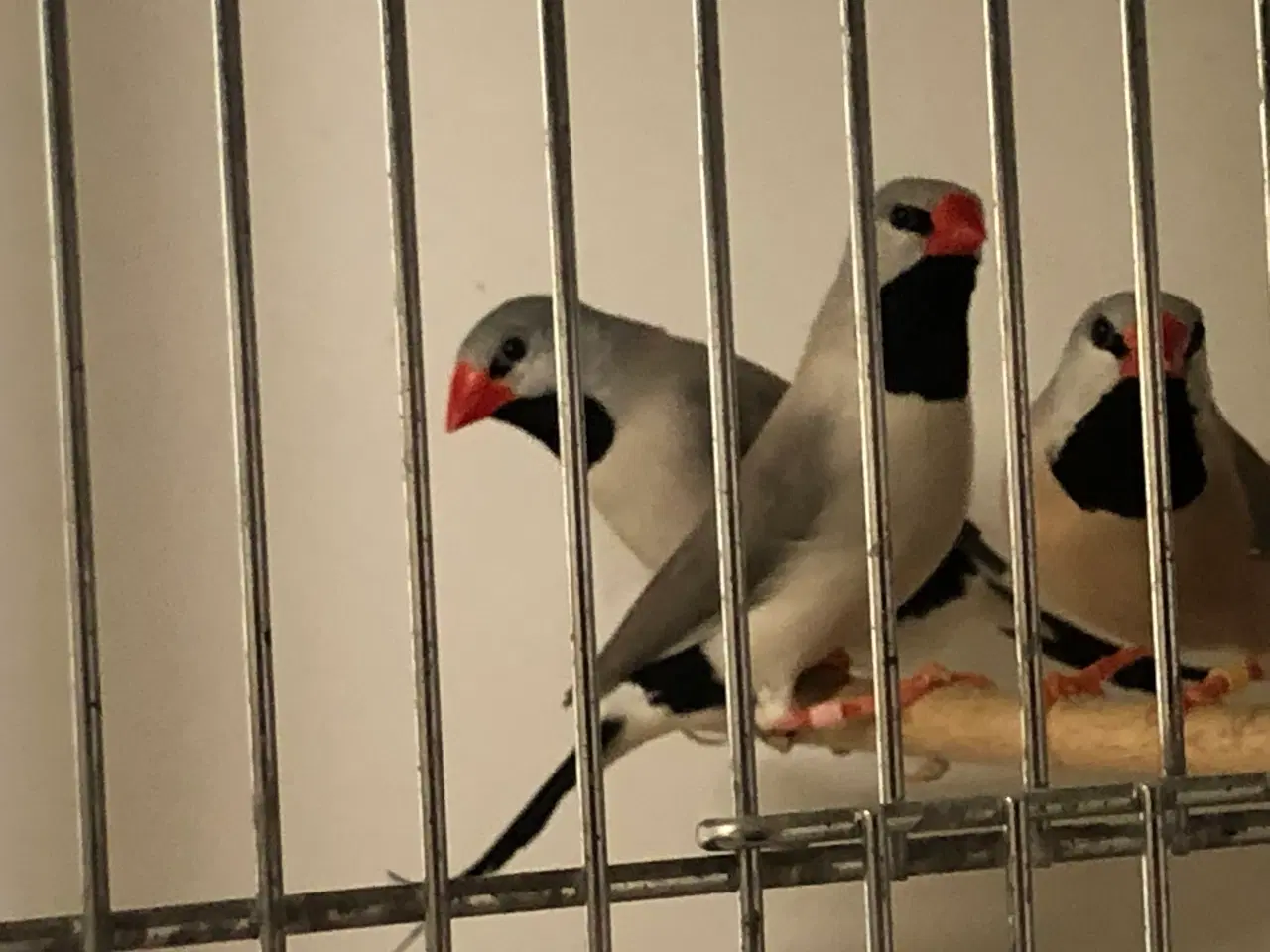 Billede 2 - sølv spidshalet bæltefinke