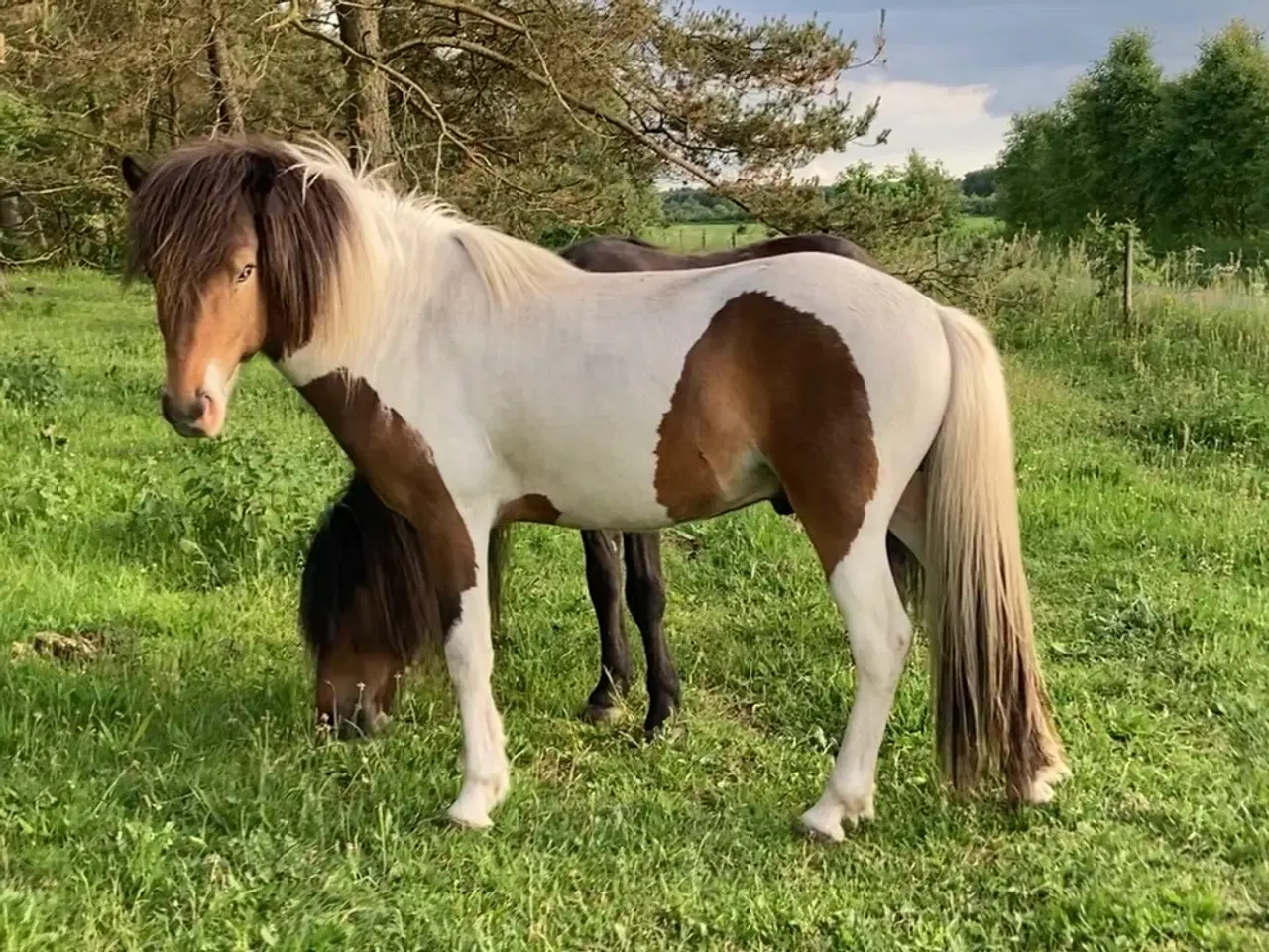 Billede 17 - 2 års islænder hingst