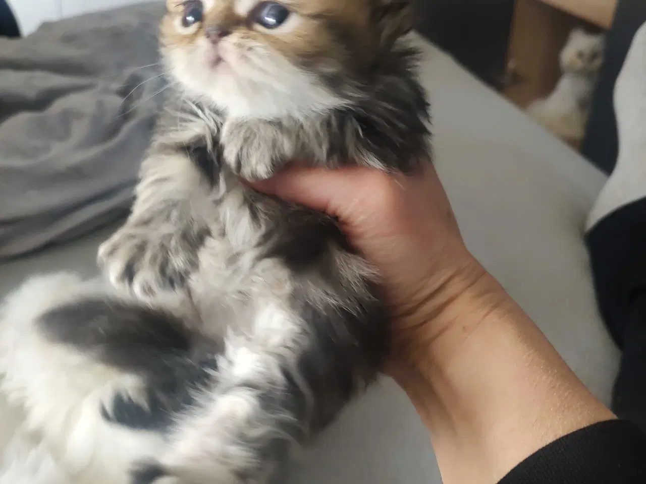 Billede 17 - Perser killinger 