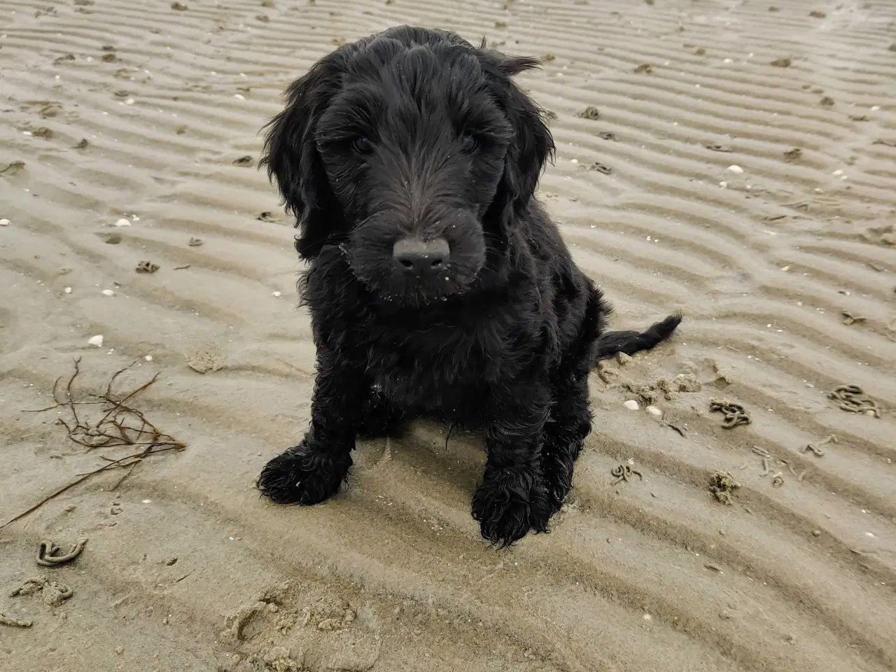 Billede 5 - Multigen Labradoodle hvalp