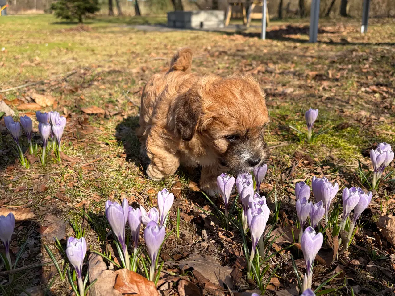 Billede 10 - Bichon havanise og Coton de Tulear blanding 