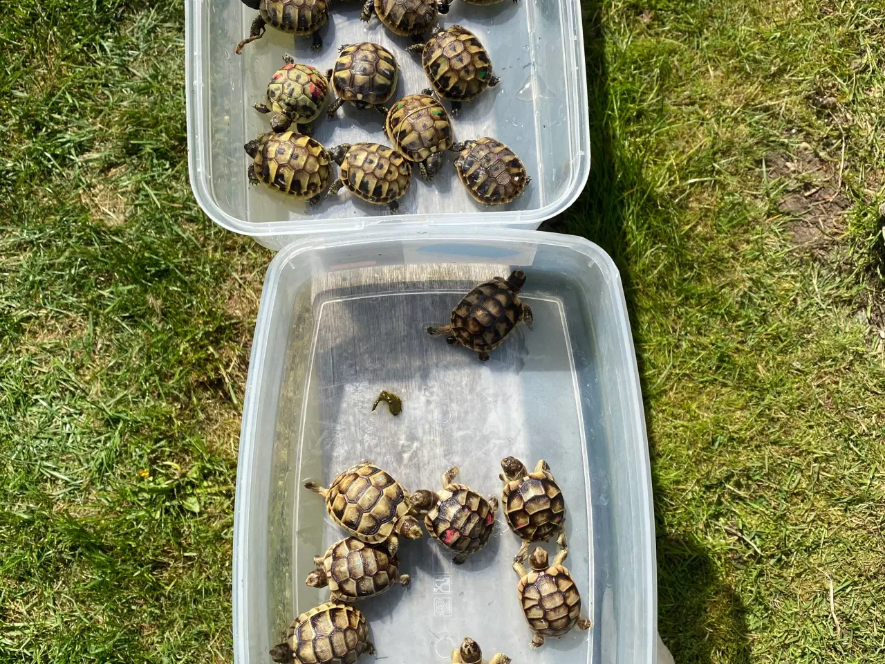 Billede 2 - Landskildpadde