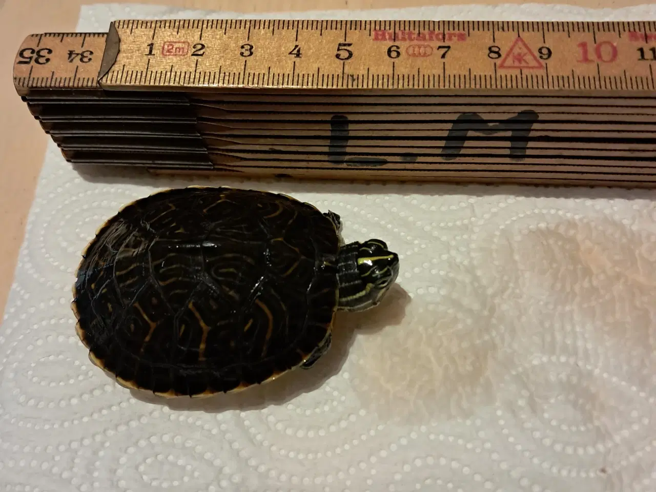 Billede 2 - Søde asiatiske sumpskildpadder