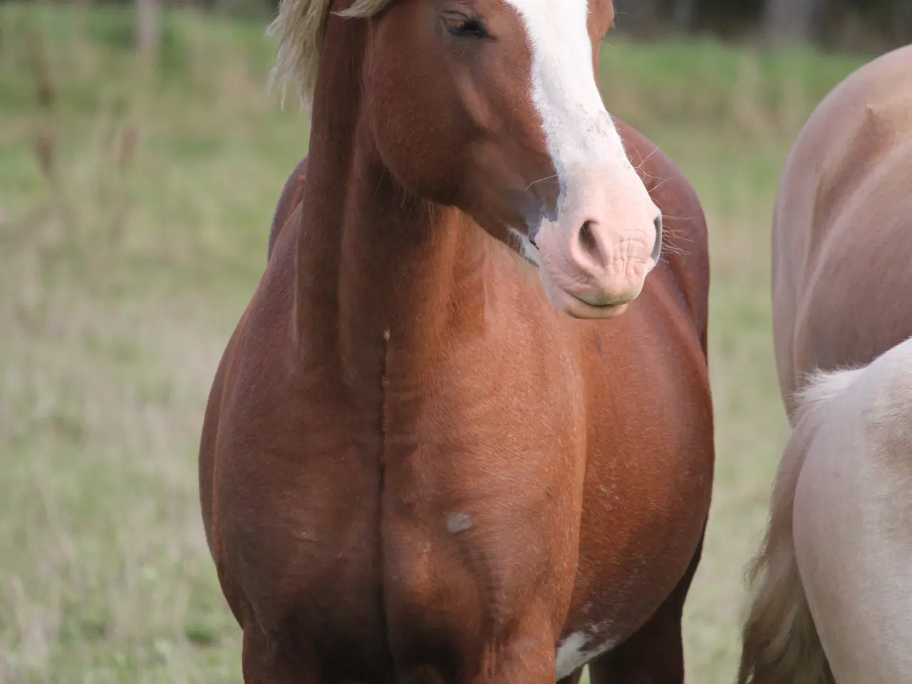 Billede 4 - Welsh sec C hingst 2år (Kat 2)