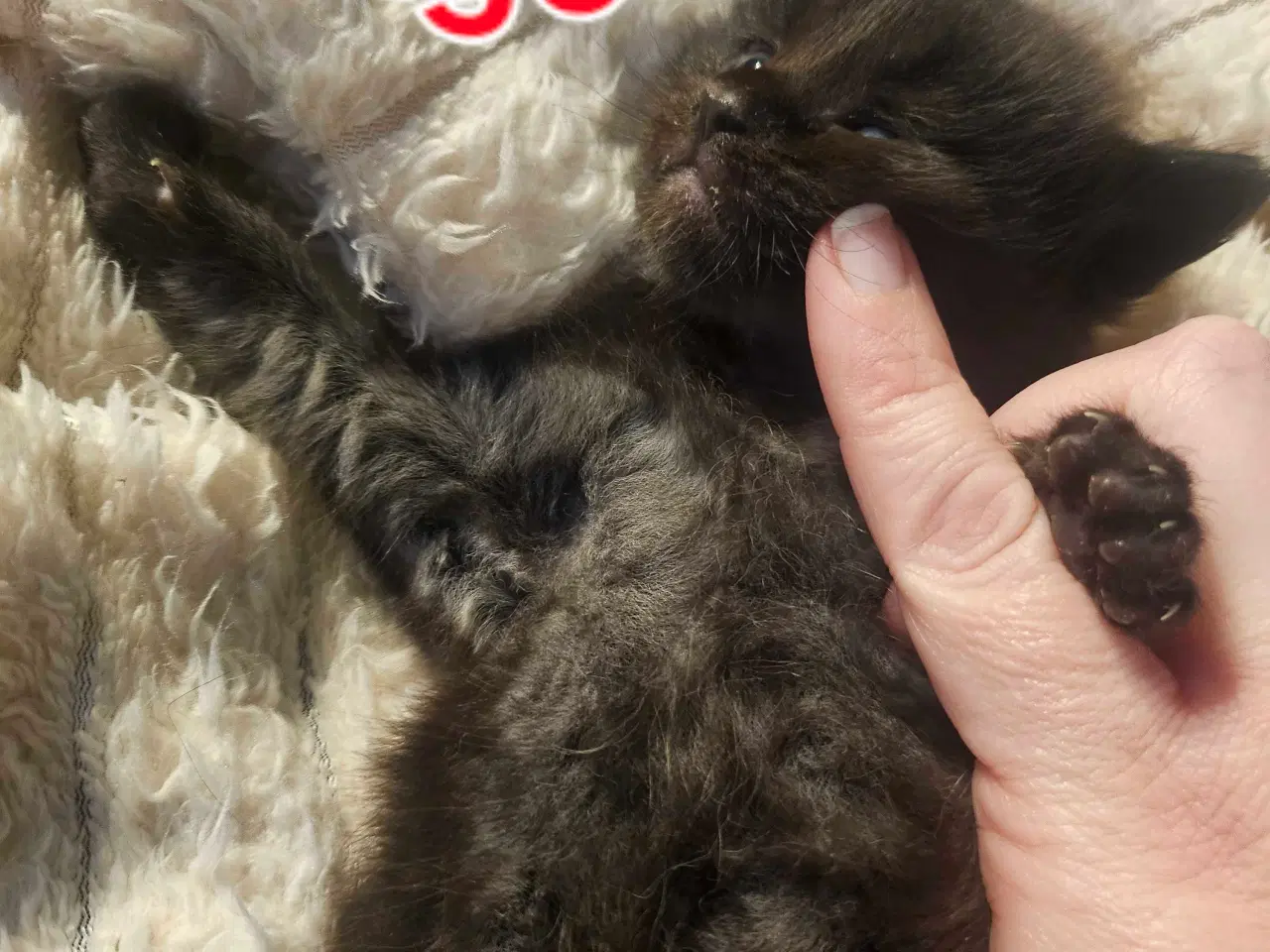 Billede 9 - Maine coon killinger 