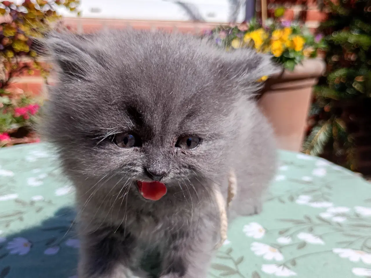 Billede 1 - British Longhair pige