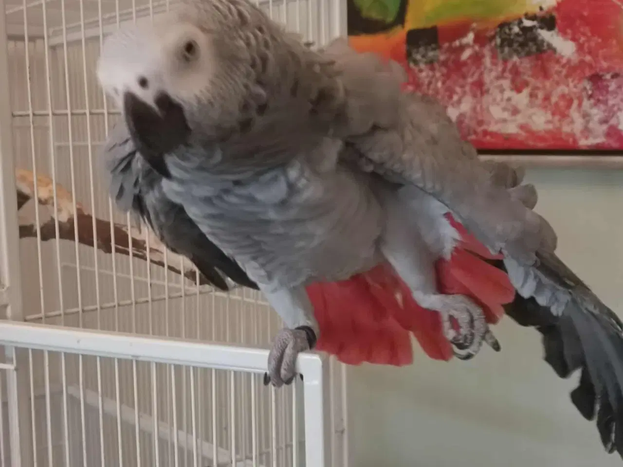 Billede 4 - Grå Jaco 