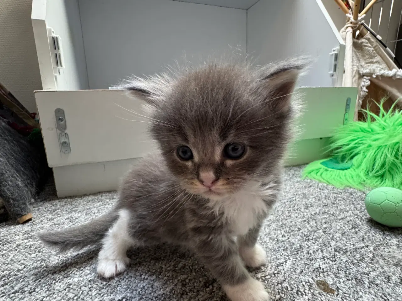 Billede 7 - Maine Coon hankilling sælges