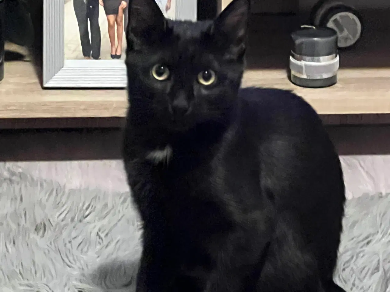 Billede 3 - Kat 7 måned gammel