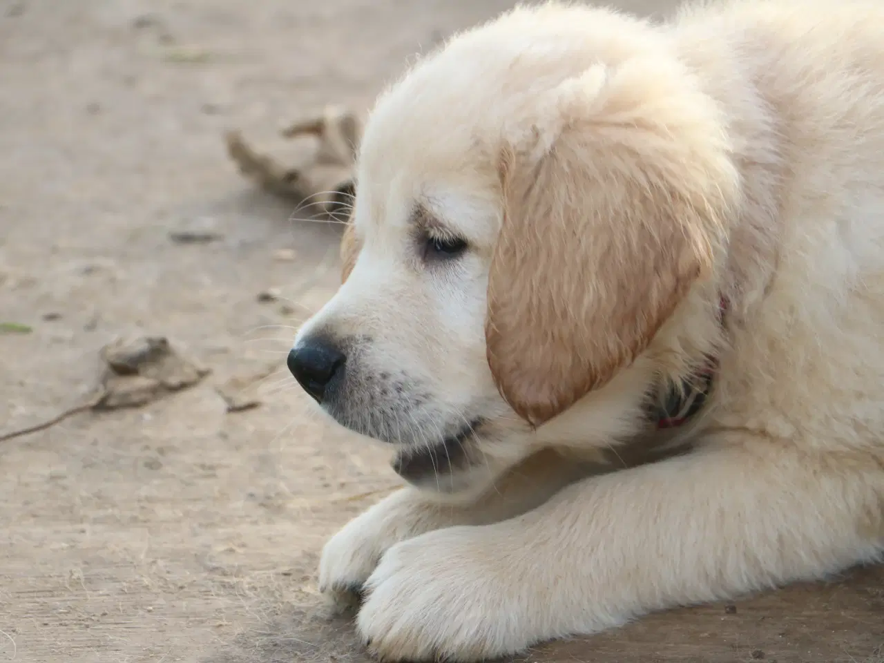 Billede 13 - Verdens smukkeste Golden Retriever er nu til salg!