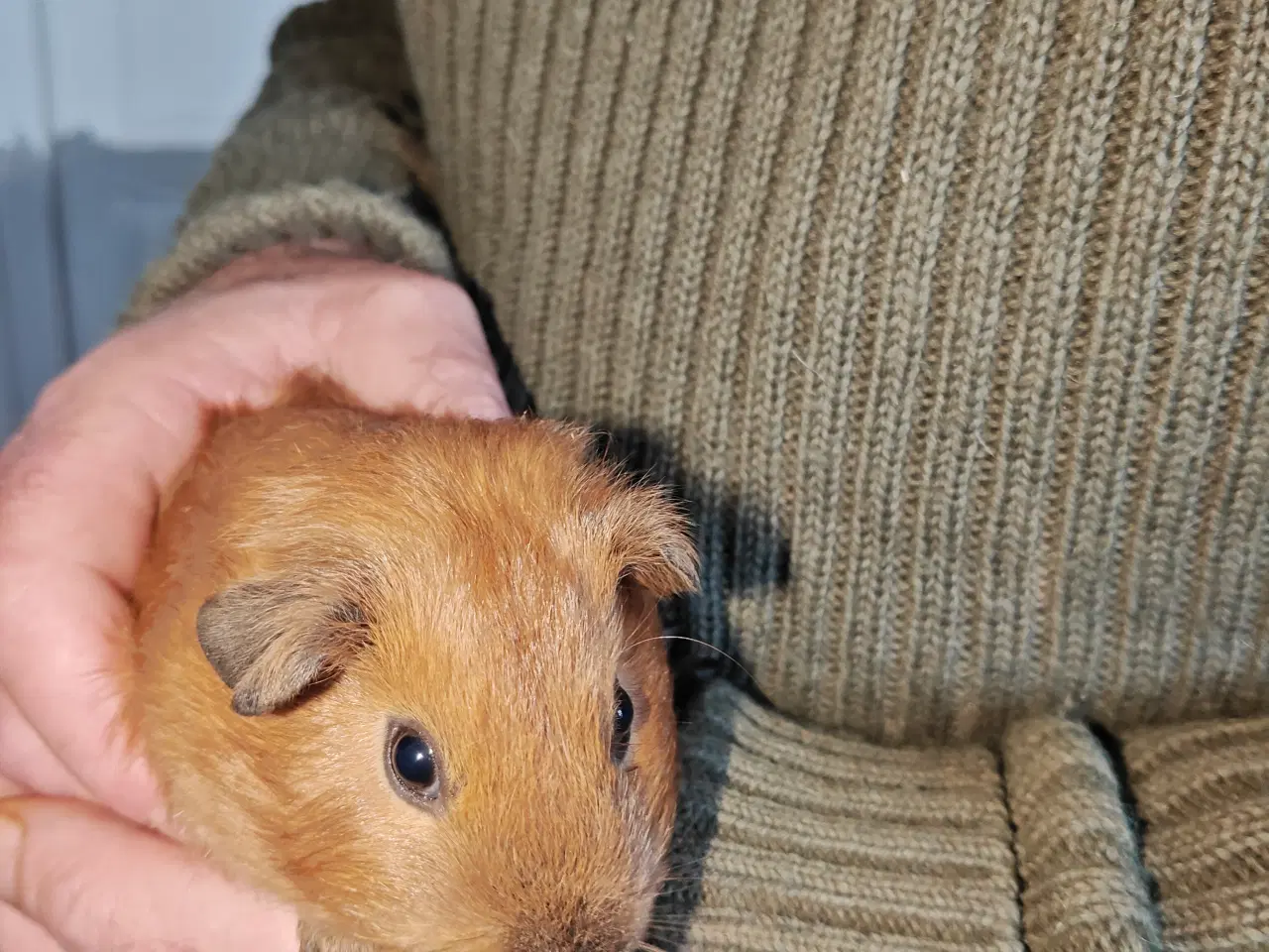 Billede 1 - Marsvin unge han