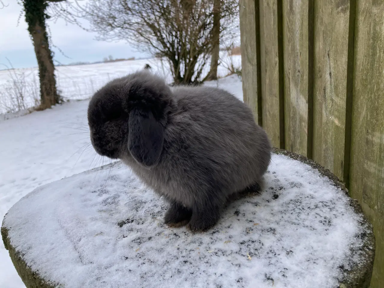 Billede 4 - Micro lille Minilop dreng søger nyt hjem