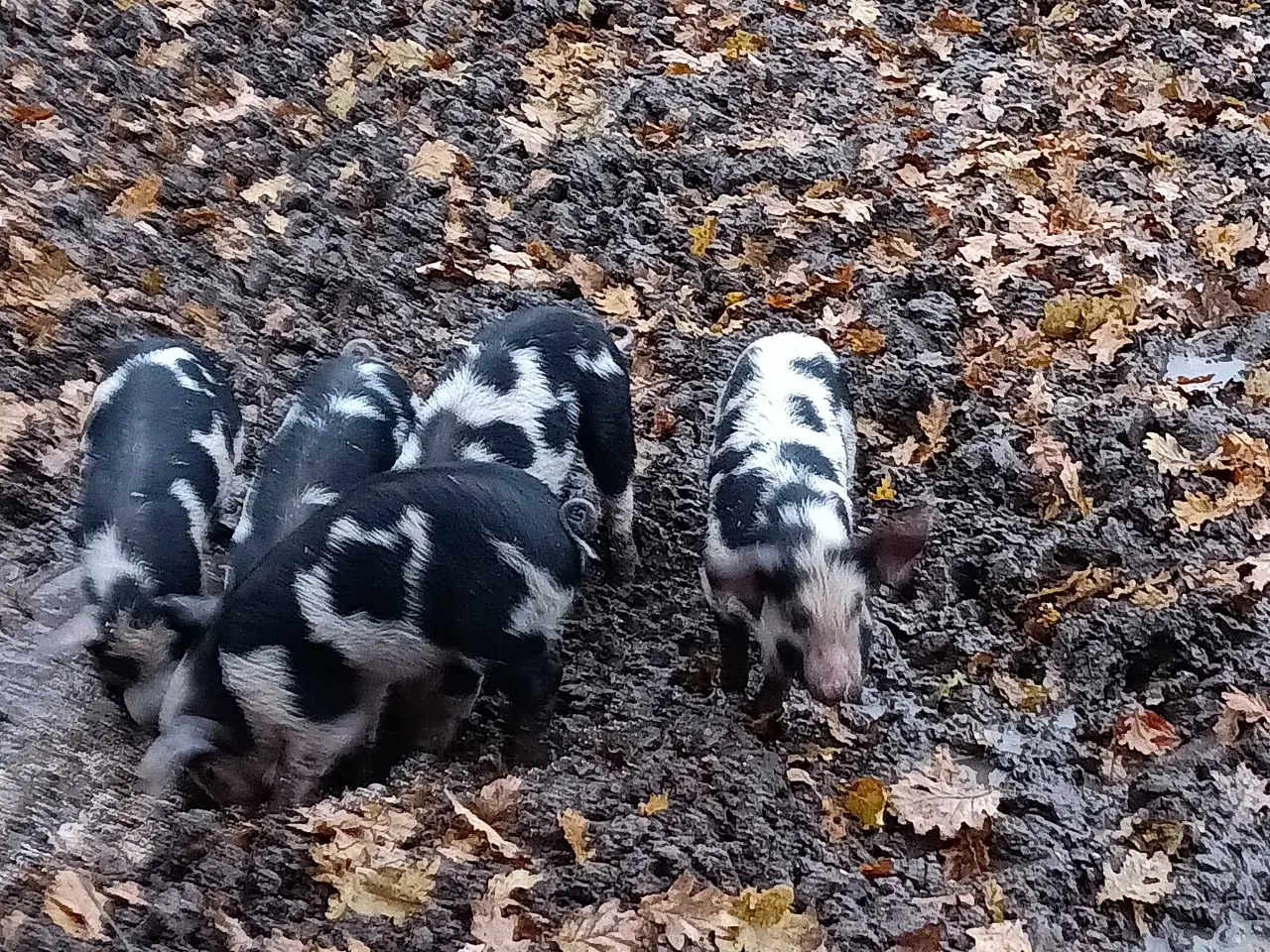 Billede 2 - Gl Dansk/Duroc smågrise