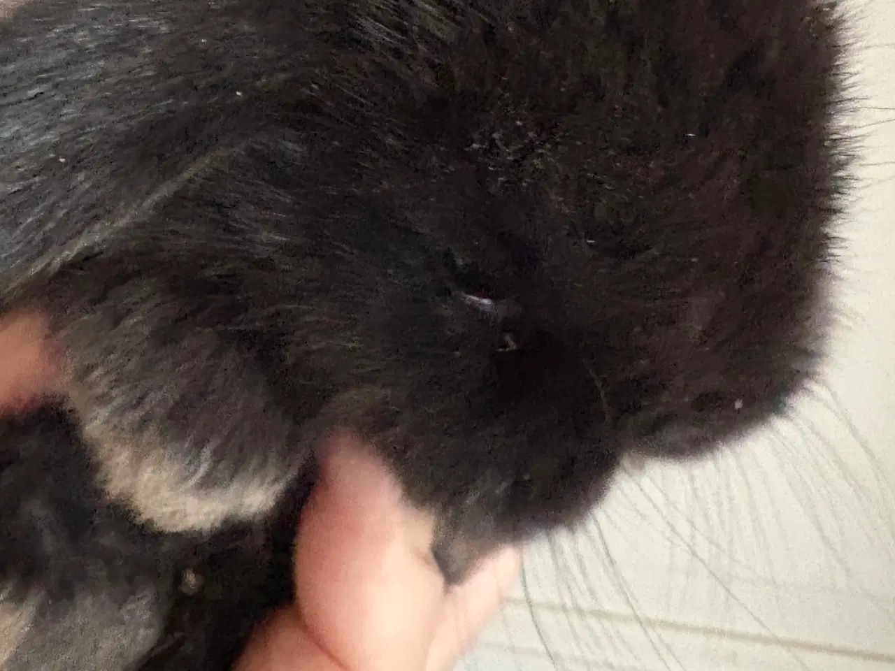 Billede 5 - Minilops unger