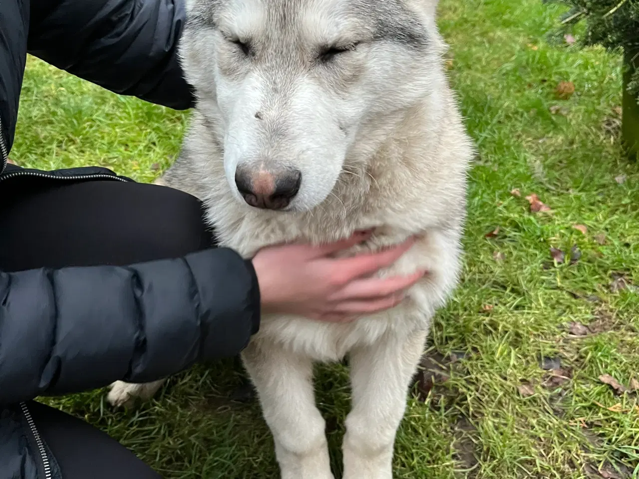 Billede 6 - Imponerende flot Malamute