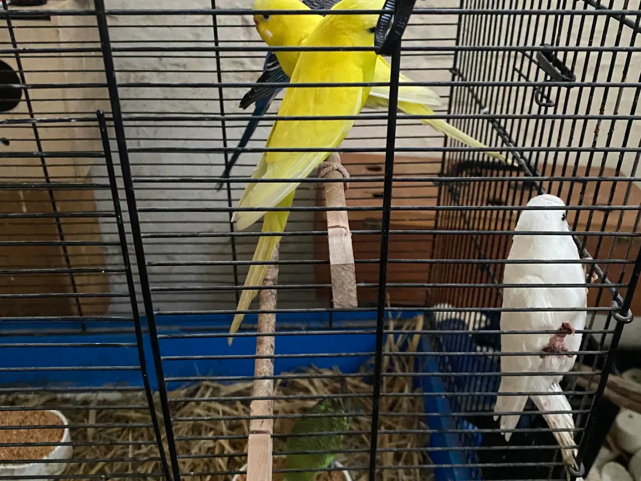 Billede 5 - Undulater