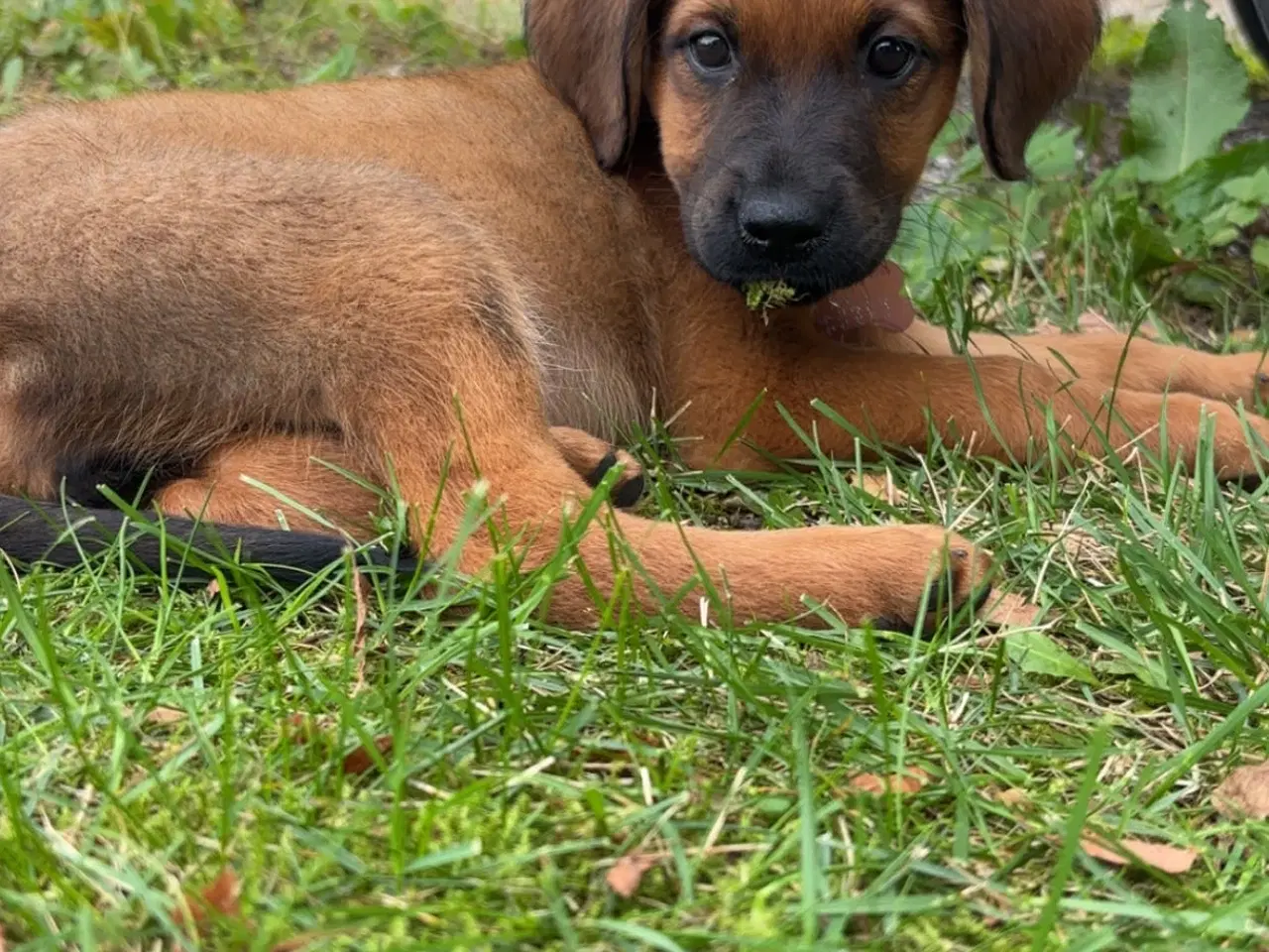 Billede 4 - Nala søger nyt hjem med kærlighed og rummelighed 