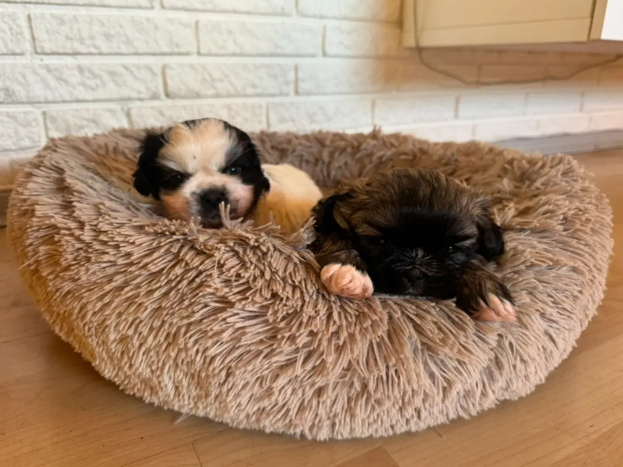 Billede 1 - Shih Tzu hvalpe