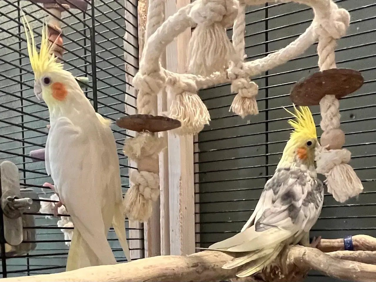 Billede 2 - Ældre ægtepar søger nye kærlige omgivelser 🦜