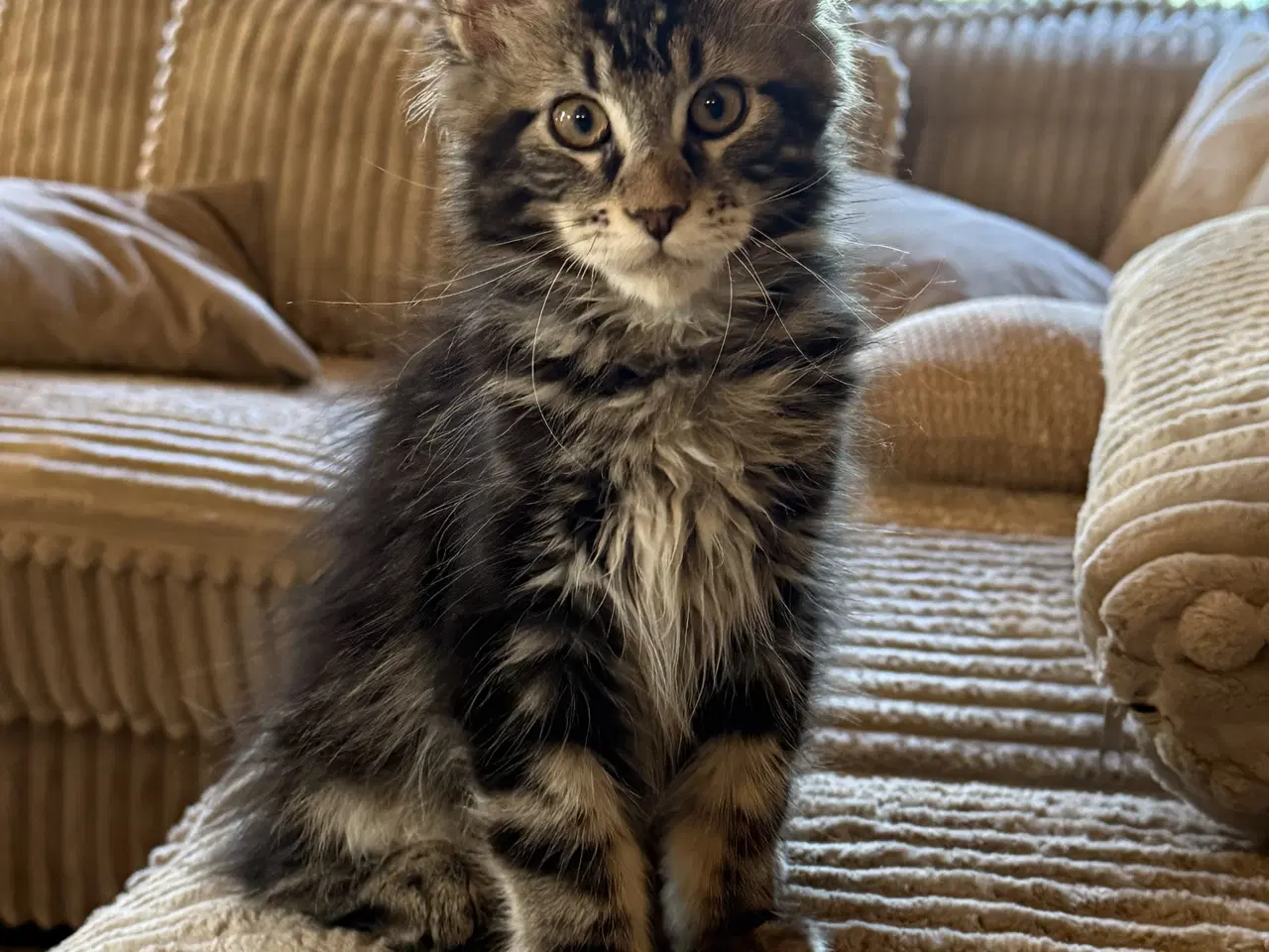 Billede 2 - Maine coon dreng med stamtavle