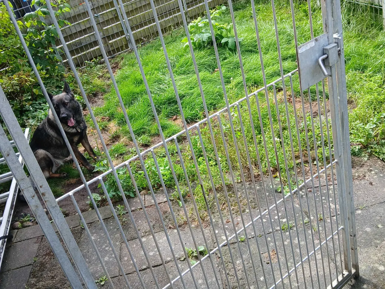 Billede 2 - Hakon hundegård 