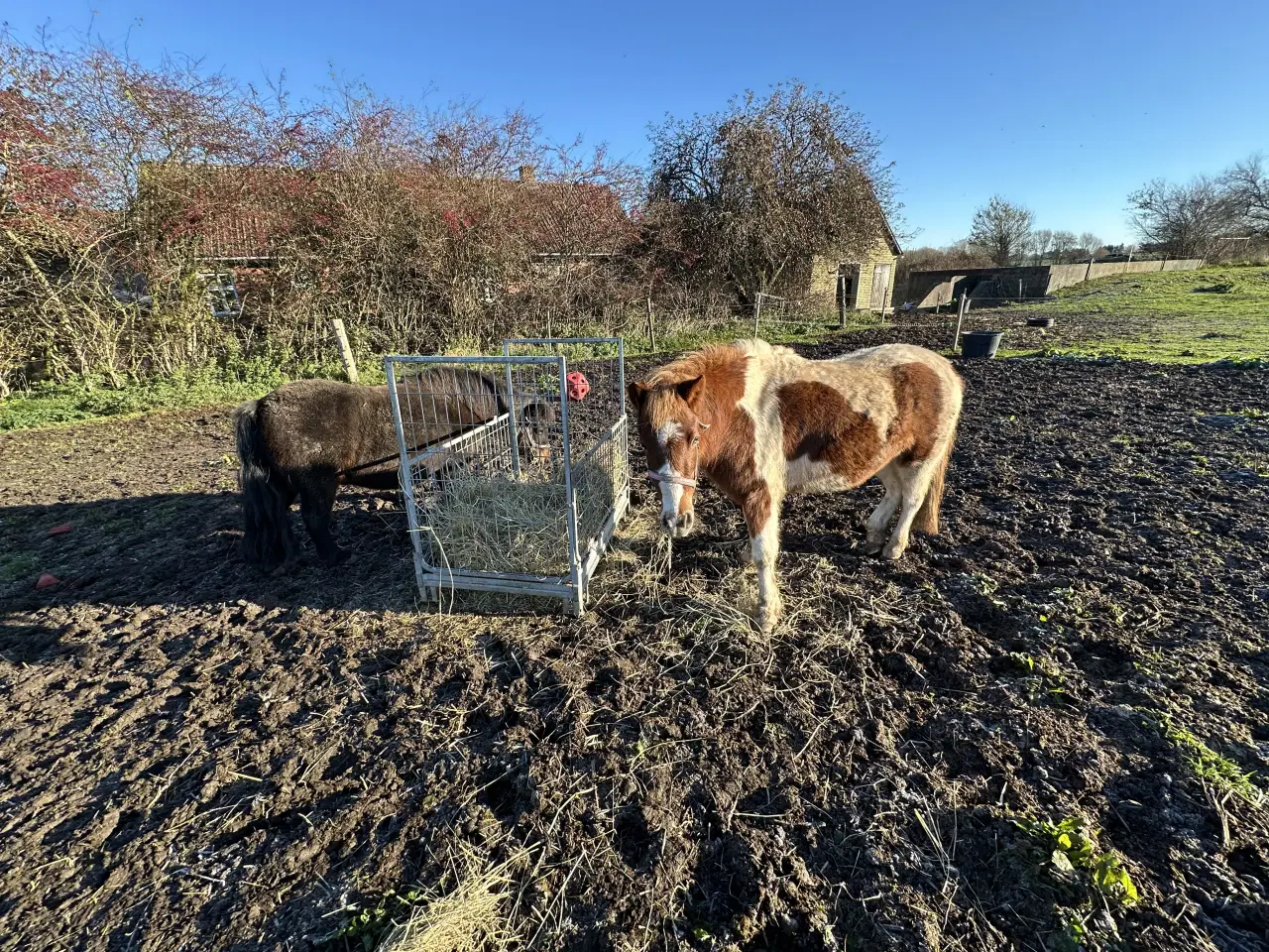 Billede 2 - Super sød shetlands hoppe på snart 3 år