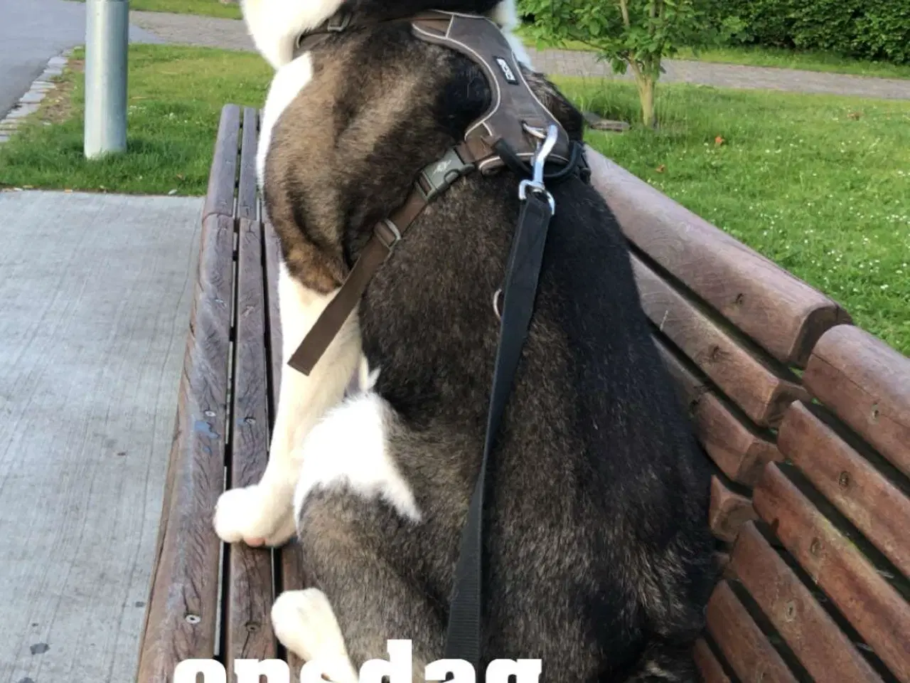 Billede 3 - American Akita tilbydes til parring 