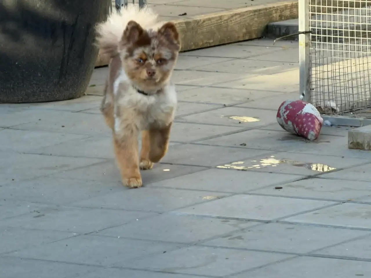 Billede 4 - 🐾 Pepsi søger sit for evige hjem 🐾