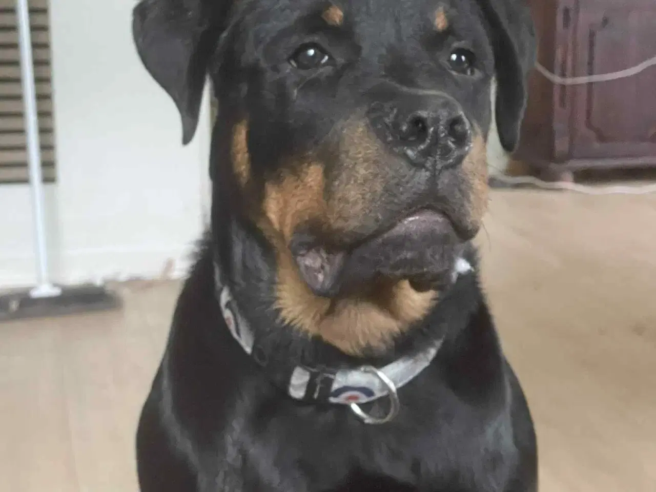Billede 5 - Rottweiler 