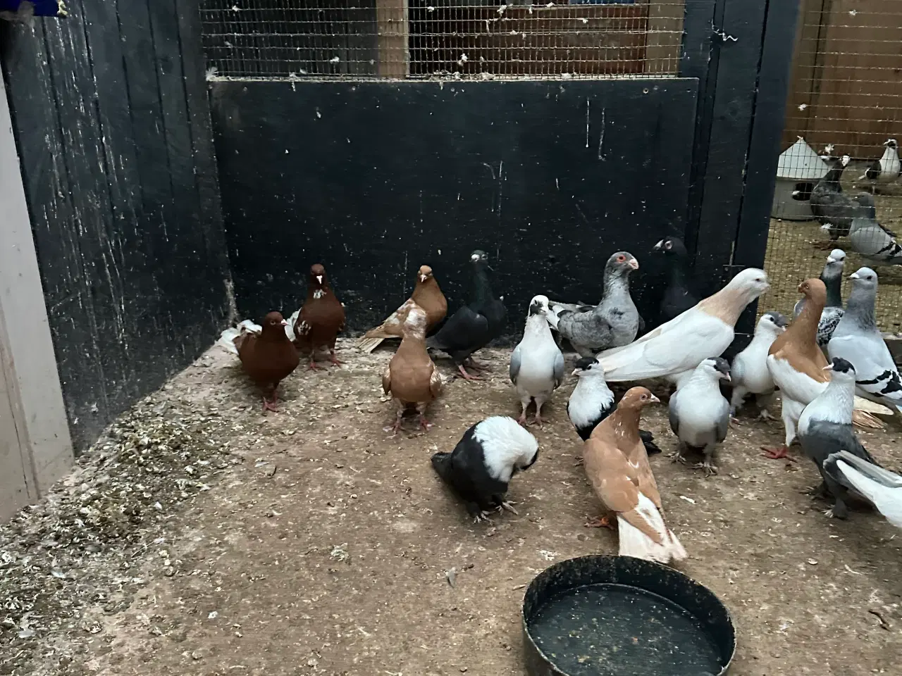 Billede 12 - Mange forskellige Arbisk race due