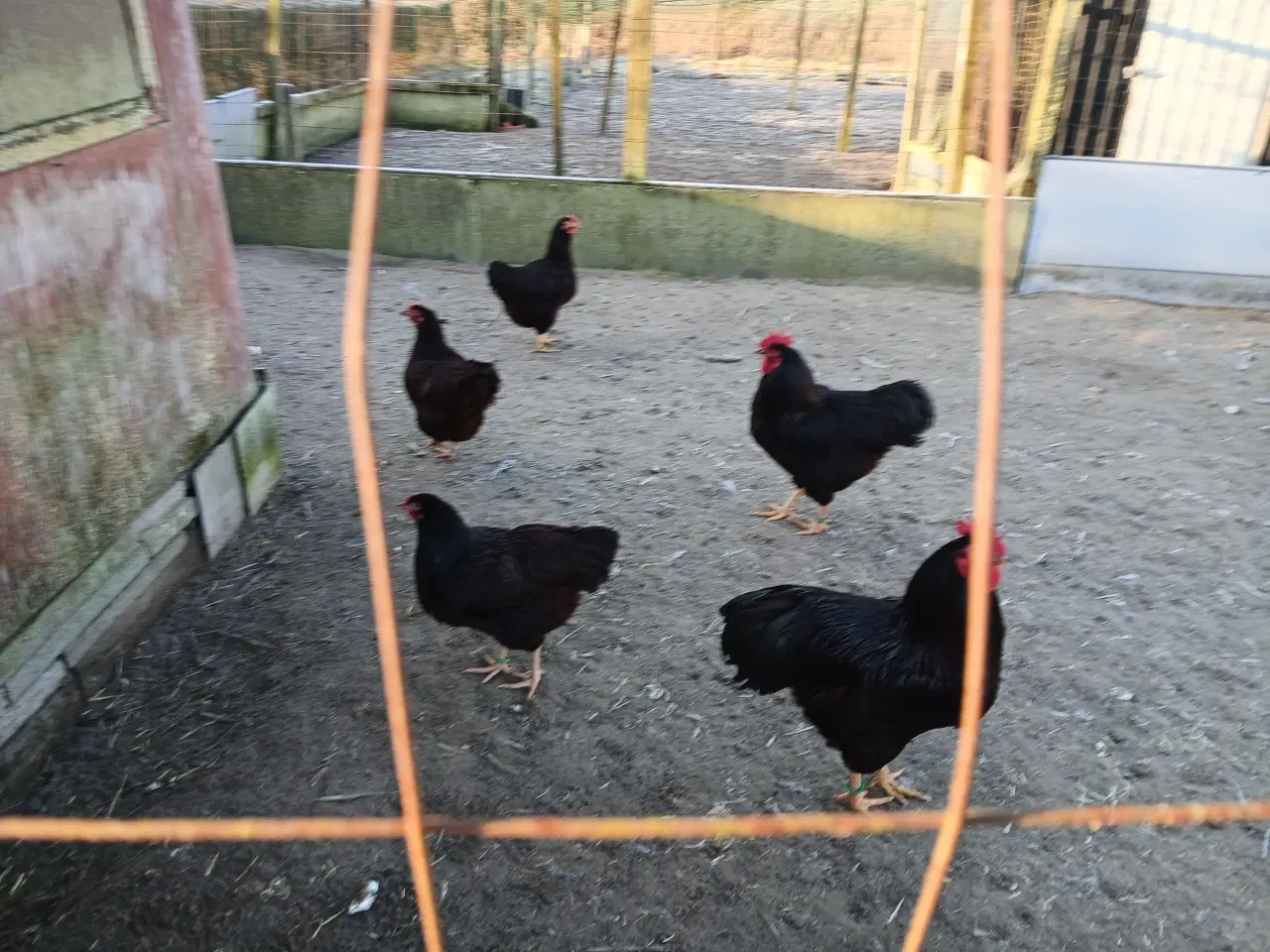 Billede 12 - RUGE ÆG 