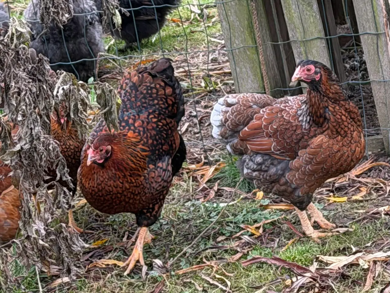 Billede 3 - Dværg Wyandott høner