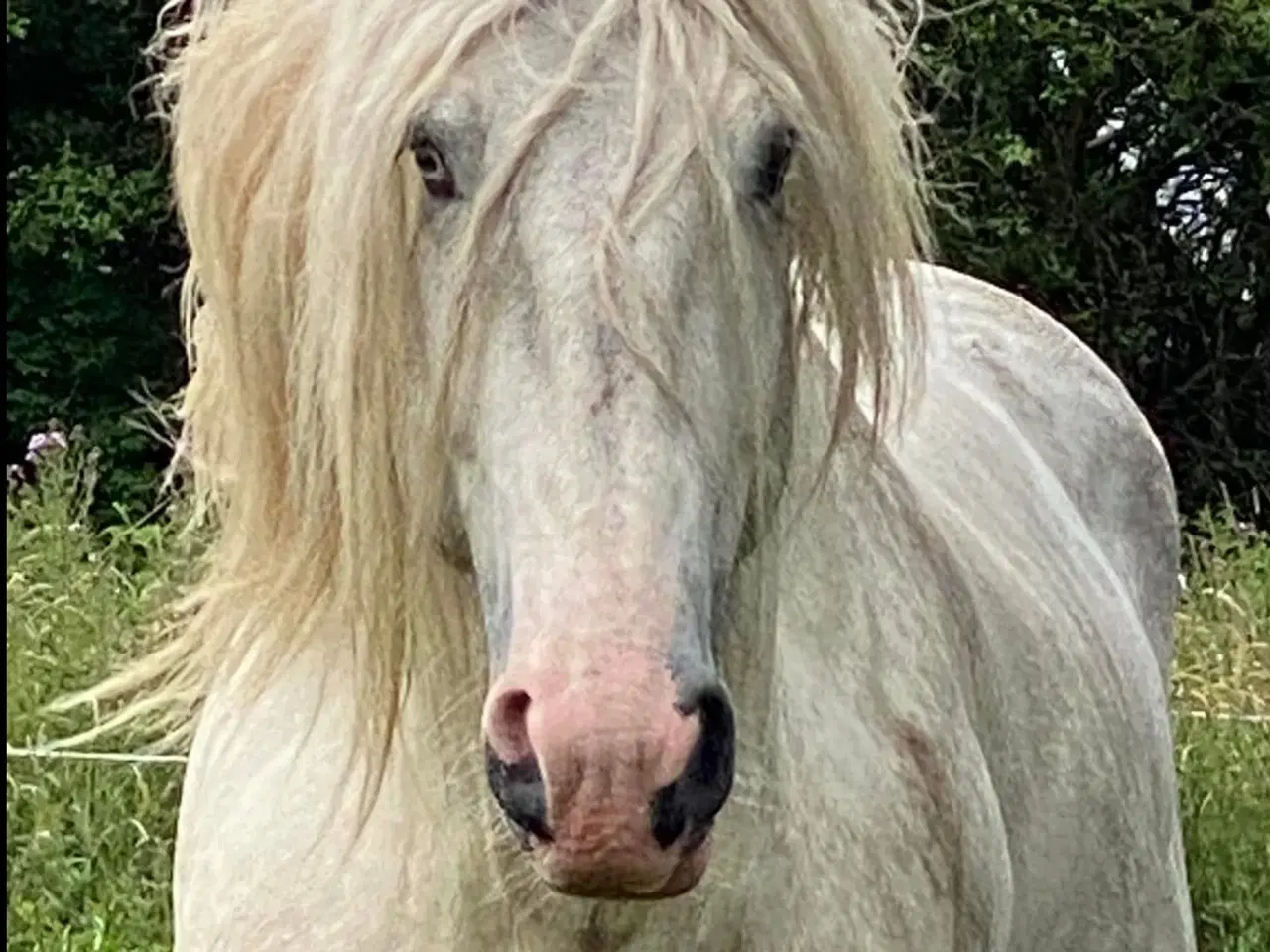 Billede 4 - Irish COB crossbreed