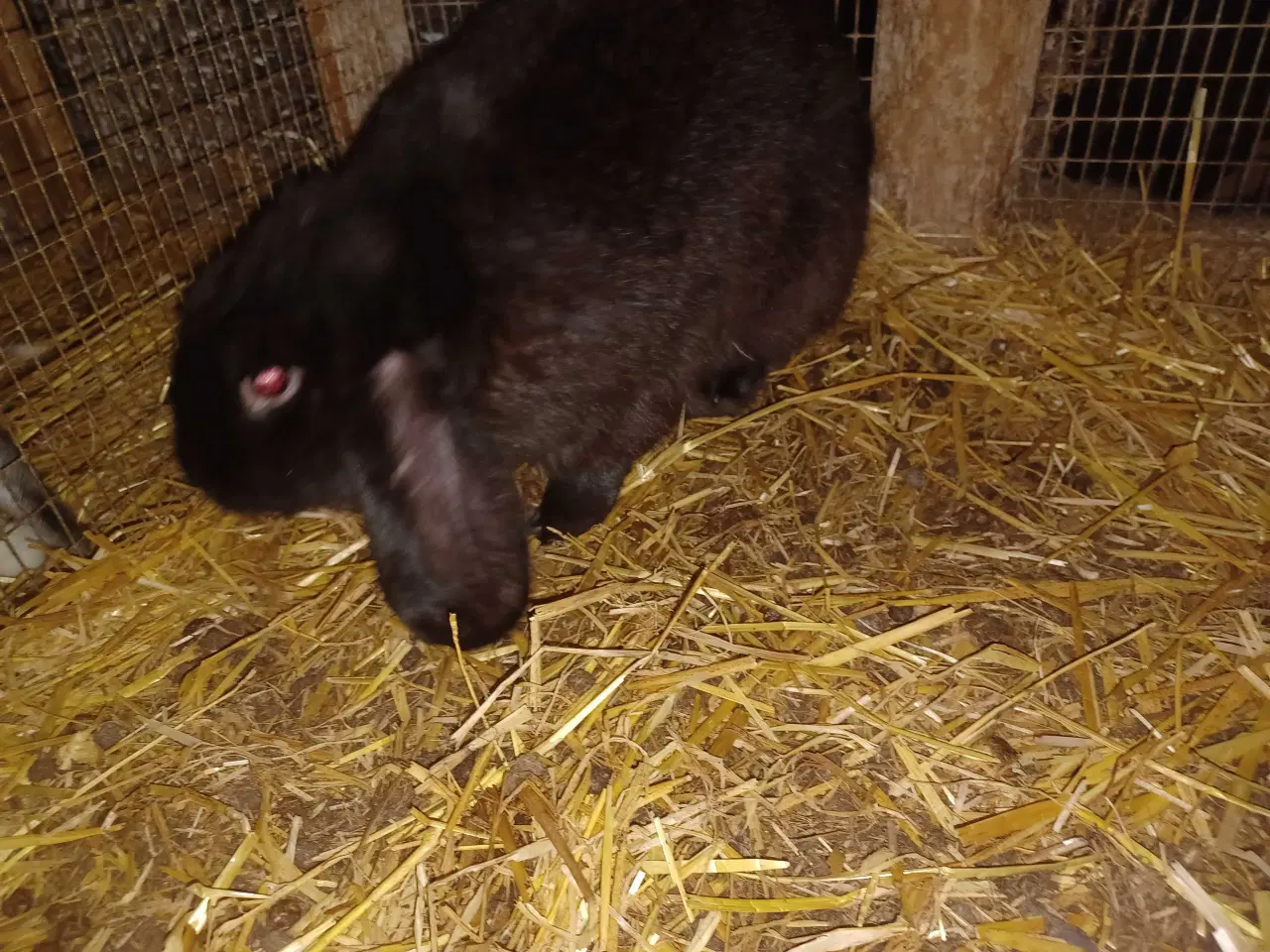 Billede 1 - Fransk vædder han