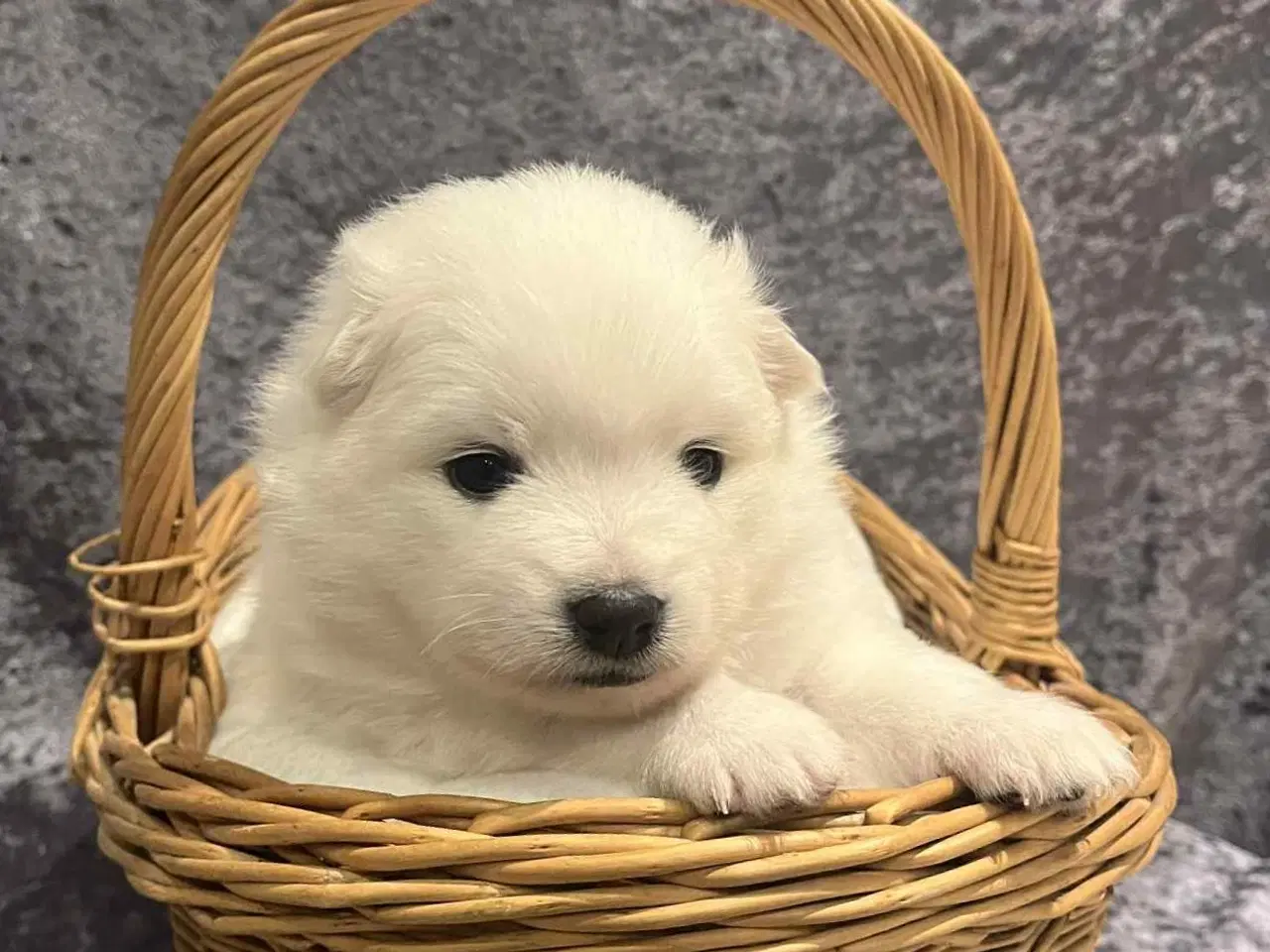 Billede 2 - Skønne & Søde Familie Bamser