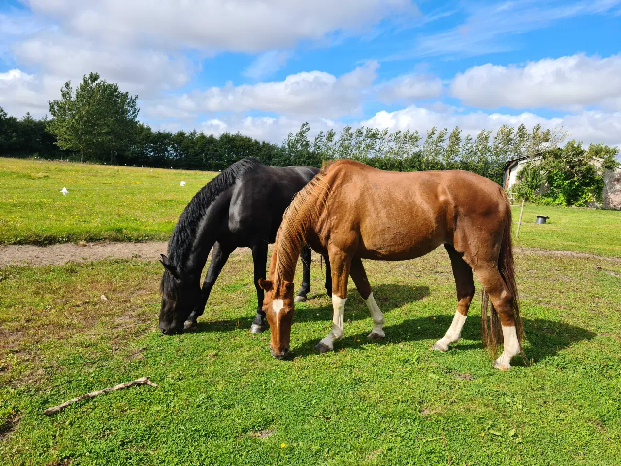 Billede 3 -  DV Hoppe , 