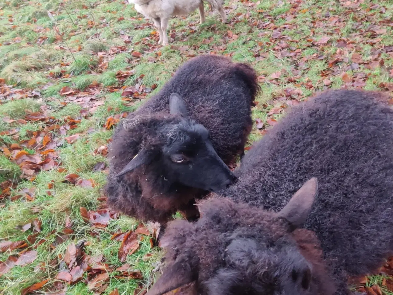 Billede 6 - Sort & hvidt får i 6818 til salg.