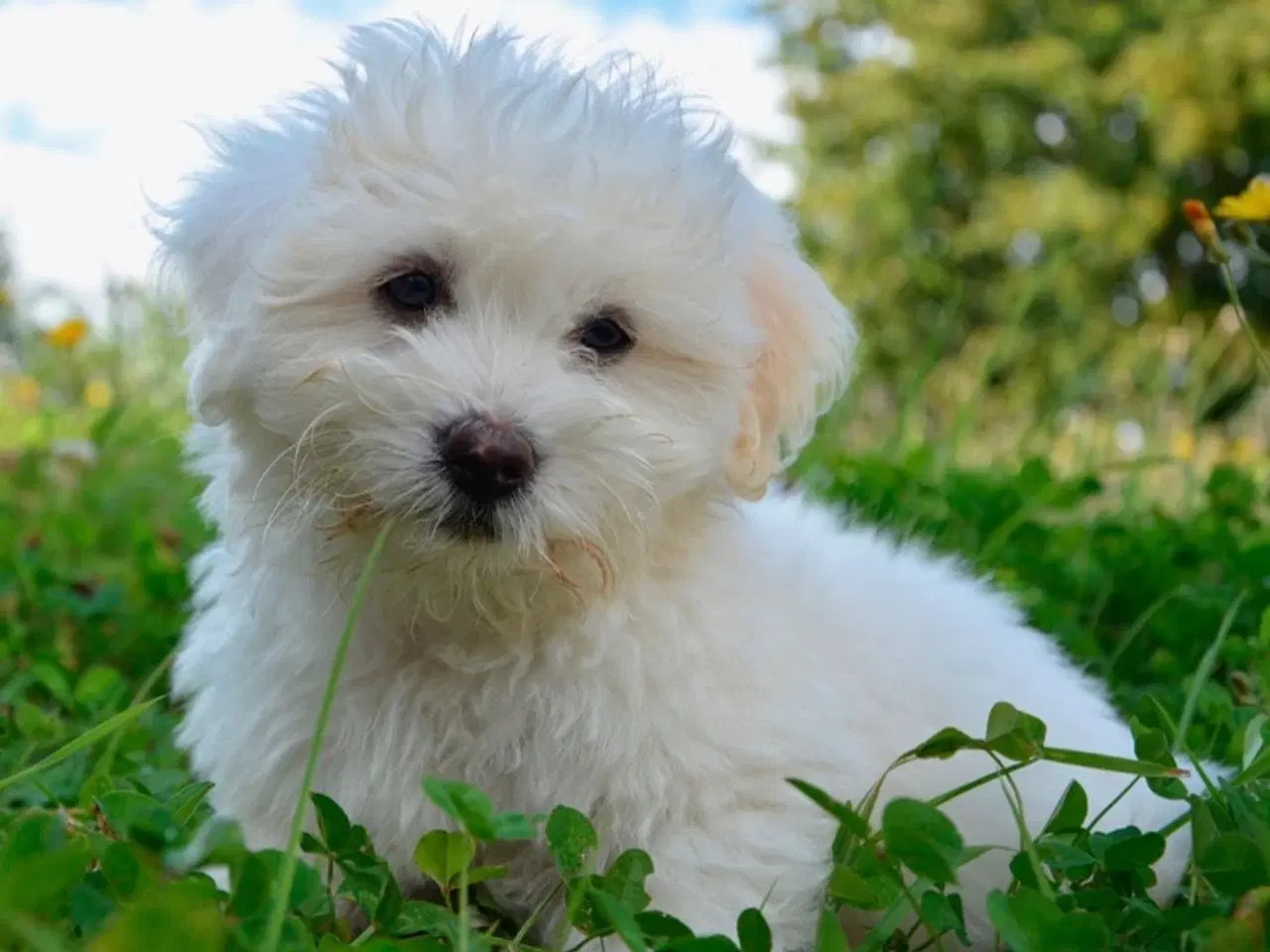 Billede 1 - SØGER bomuldshund