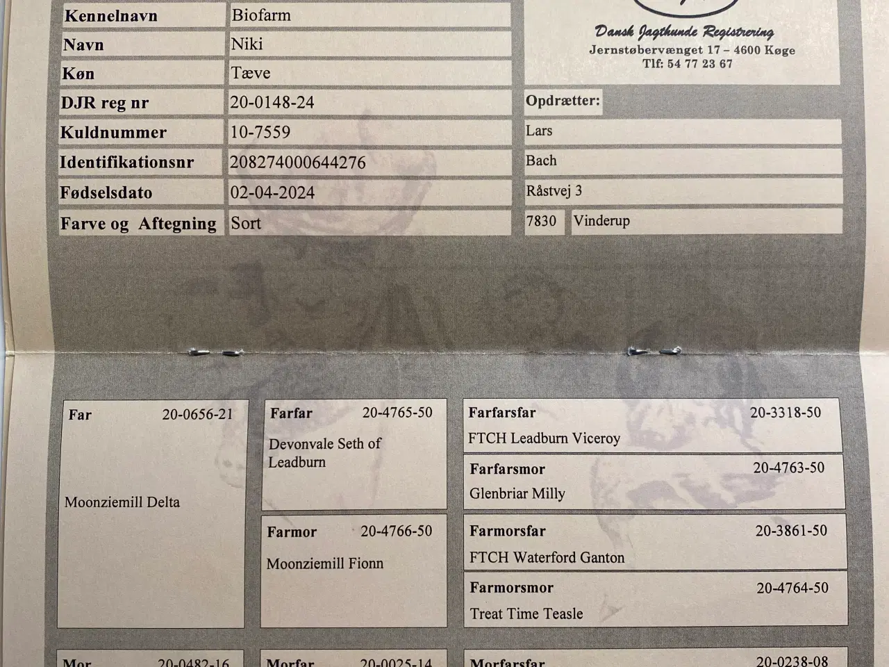 Billede 9 - Smukke labradorhvalpe efter rigtig gode jagtlinier