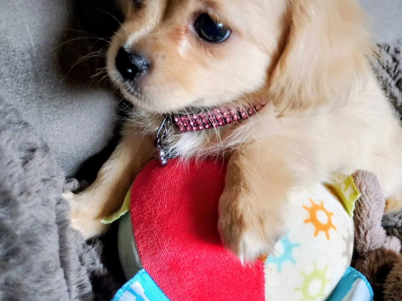 Billede 12 - Dejlige små race blandings hvalpe