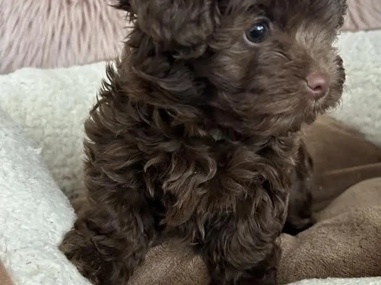 Billede 1 - Russkaya Tsvetnaya Bolonka (Bichon-familie)