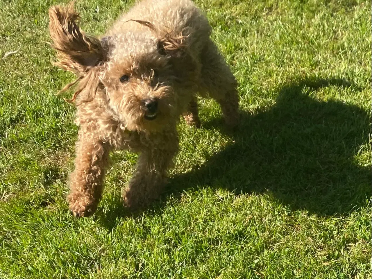 Billede 6 - Mini Goldendoodle søger nyt hjem 